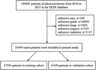 Construction of a Nomogram for Predicting Survival in Elderly Patients With Lung Adenocarcinoma: A Retrospective Cohort Study